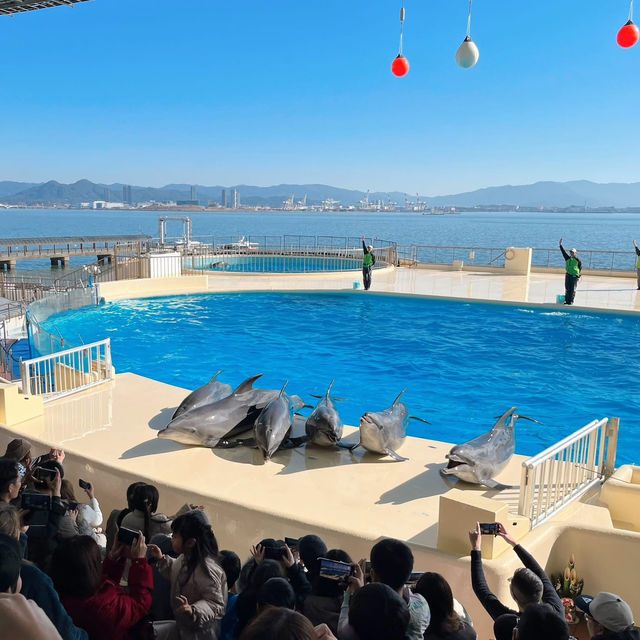 Uminonakamichi Marine World 🐬🇯🇵