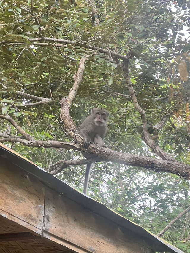 Visiting A Home To Over A Hundred Species Of Wildlife 🦍✨