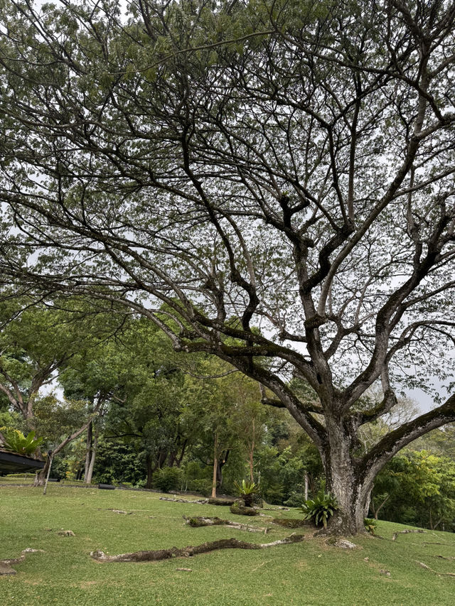 Perfect Escape -MacRitchie Reservoir