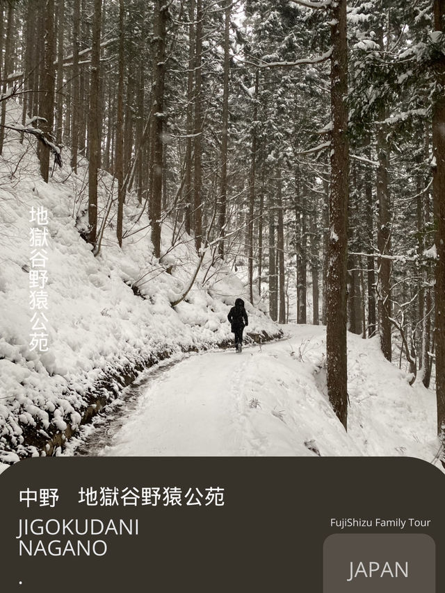 Jigokudani snow monkey Nagano