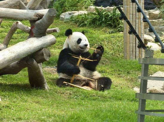 Get Up Close and Personal with Macao's Giant Pandas