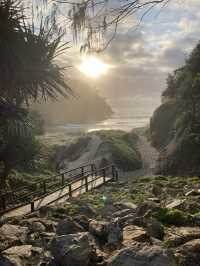 野生のコアラに会える！ブリスベンから行ける世界最大級の砂の島