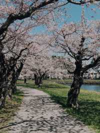 札幌圓山公園的櫻花夢幻之旅 🌸🌳