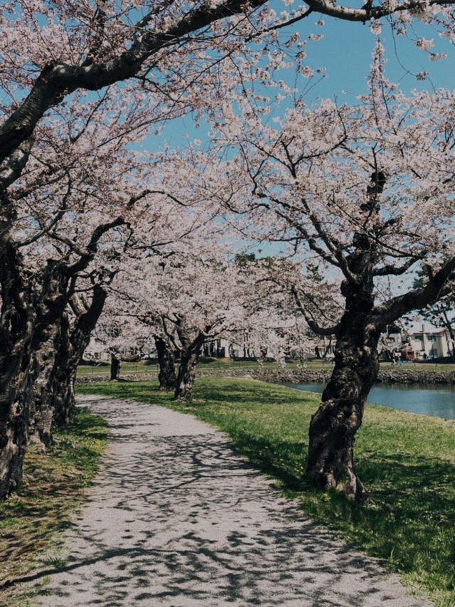 札幌圓山公園的櫻花夢幻之旅 🌸🌳