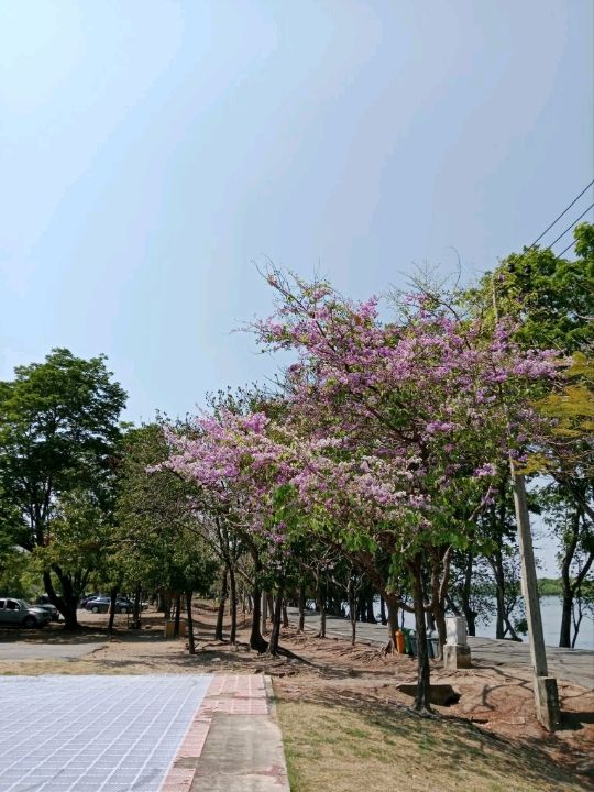 พักผ่อนหย่อนใจ ที่ สวนสาธารณะบึงหนองบอน