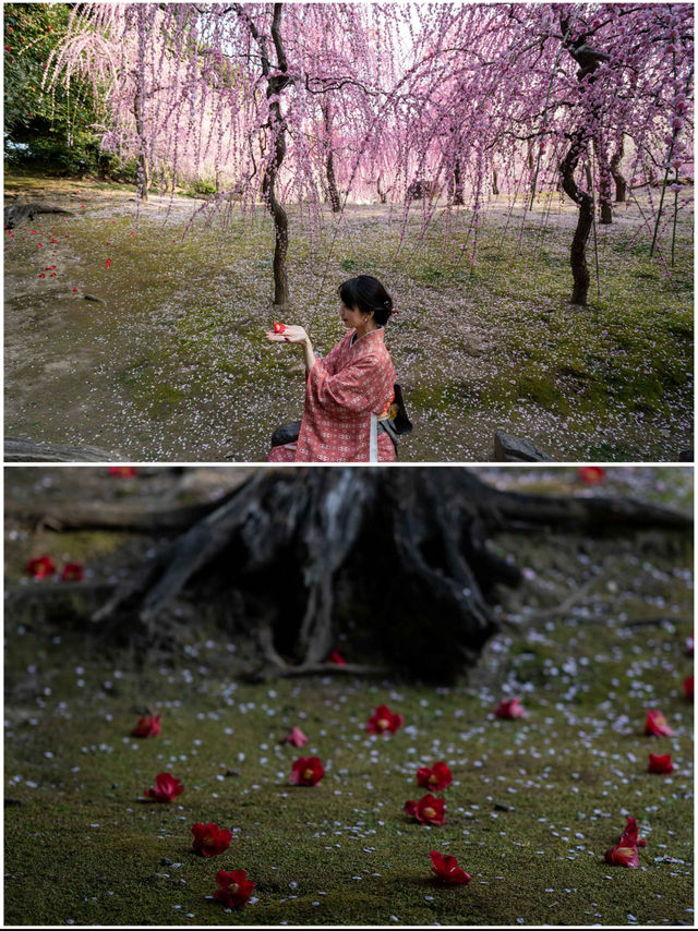 春の訪れを告げる🌸150本のしだれ梅と400本の椿『京都・城南宮】