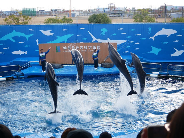 【仙台うみの杜水族館】