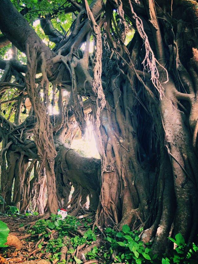 五島の自然の力強さを感じるアコウ巨木🌳