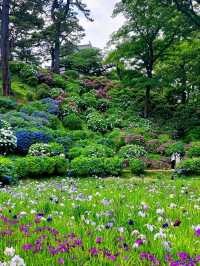 Odawara Castle: A Fairytale Scene in Bloom