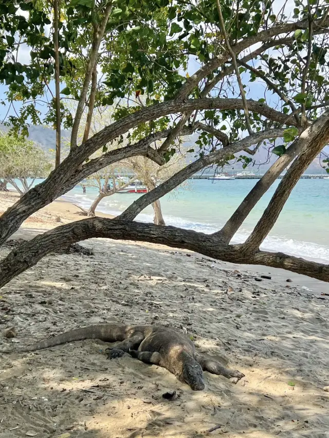 Komodo Island: A Wild Paradise of Dragons and Untouched Beauty