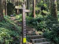 奮起湖大凍山，杉林雲海之間的親山健行步道