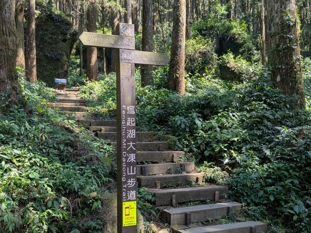 奮起湖大凍山，杉林雲海之間的親山健行步道