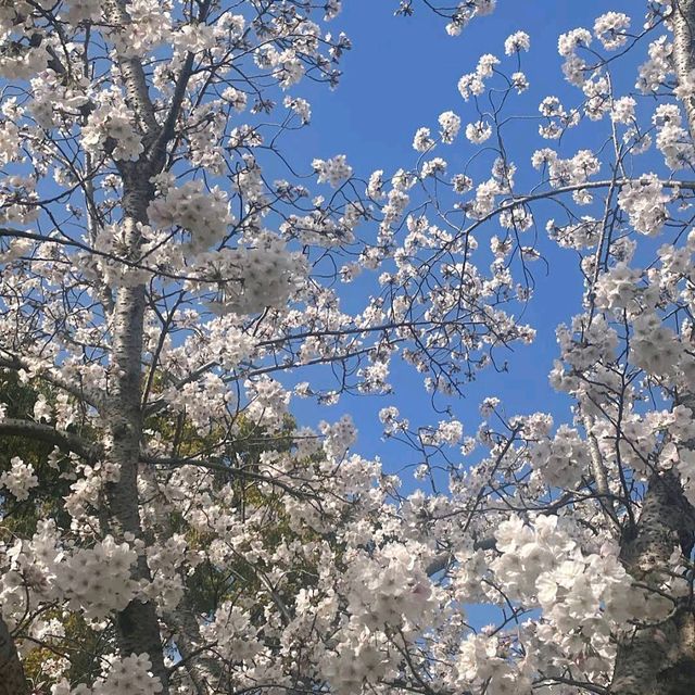 Kasuga Park (春日公園)