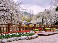 Seoulland Flower Festival Review