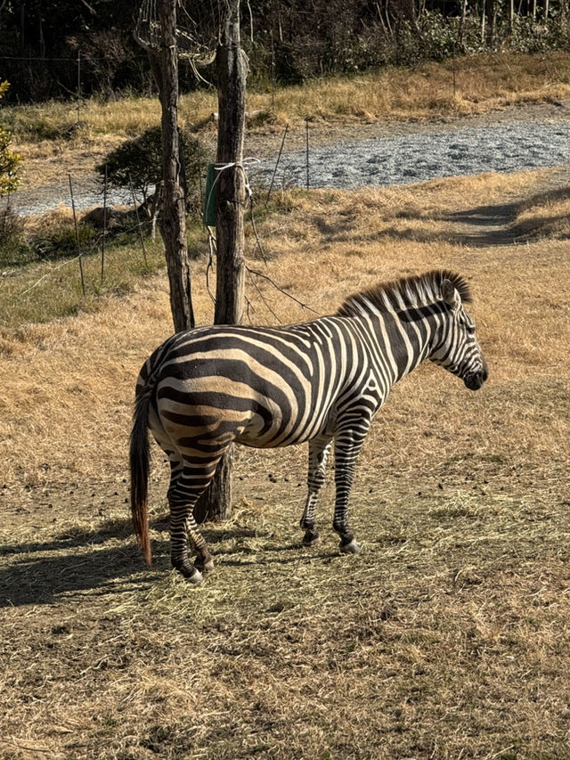 天王寺動物園一日遊：都市中的生態奇旅🦒✨