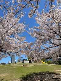 🇯🇵 大阪 🌸 扇町公園的松弛感