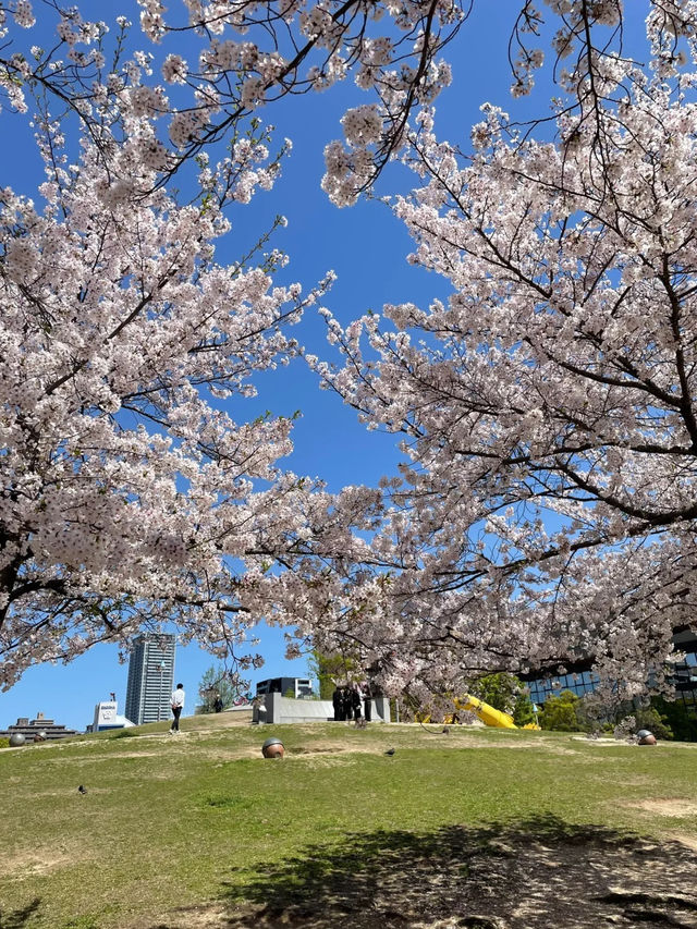 🇯🇵 大阪 🌸 扇町公園的松弛感