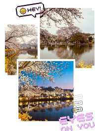 Capture the Beauty of Spring at Yeonhwaji Lake!