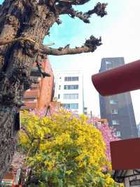 【東京】今だけ!!奇跡の絶景お花見スポット🌸