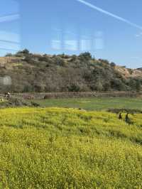🌼유채꽃밭 지금 가야할 곳🌼