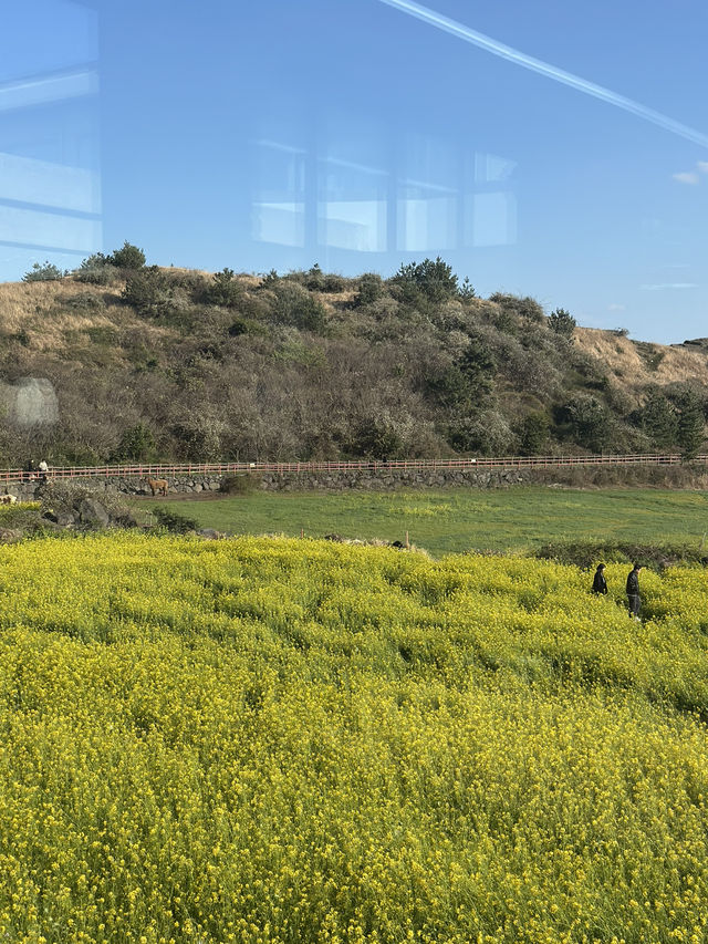 🌼유채꽃밭 지금 가야할 곳🌼