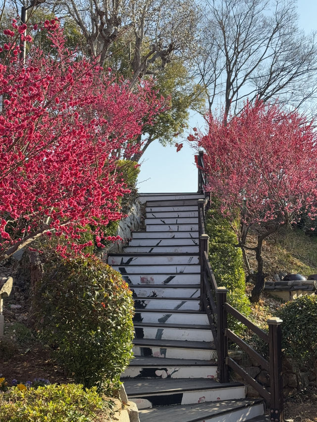 순천 매화 여행코스 추천🌸 하루 만에 다 갈 수 있어요💖