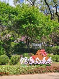 櫻花雨超浪漫！陽明山這條步道美到不想回家