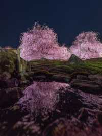 見頃で入園料が変わる？生きてる間に行ってみたい絶景スポット✨1000年樹齢のしだれ梅は伊達じゃない