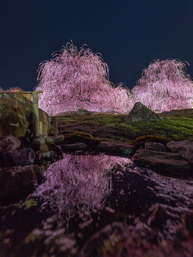 見頃で入園料が変わる？生きてる間に行ってみたい絶景スポット✨1000年樹齢のしだれ梅は伊達じゃない
