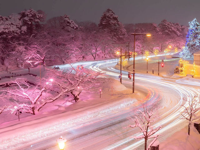Chasing Sakura at Hirosaki Park Sakura Light Up