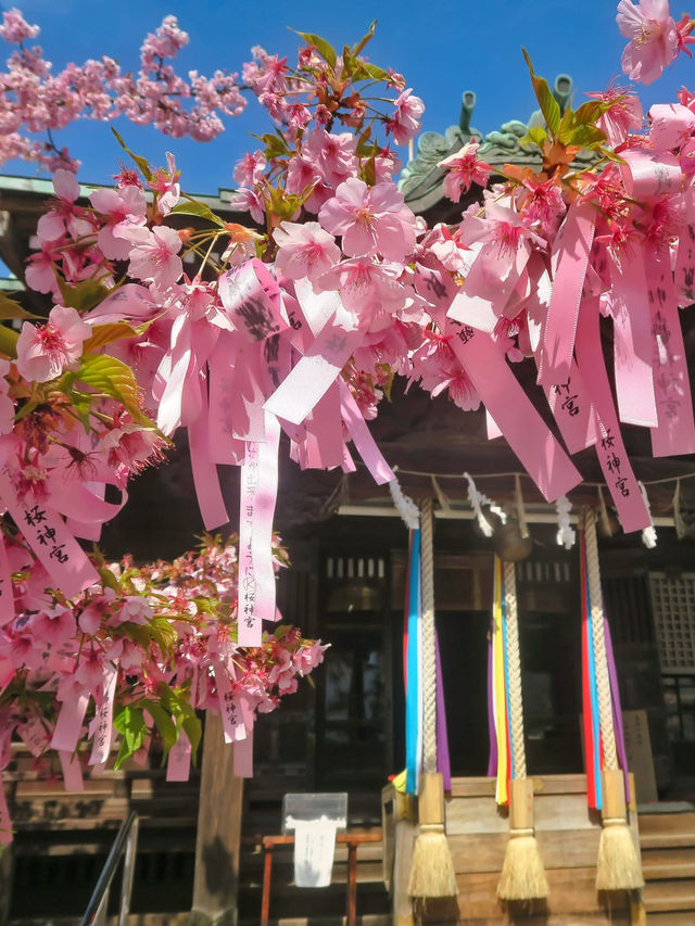 Chasing Sakura at Kawazu-zakura 