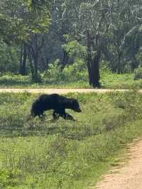 Yala’s Gala of Wildlife