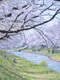 【富山】行かなきゃ損‼️残雪の山×桜×チューリップ✨ここでしか見れない🤩