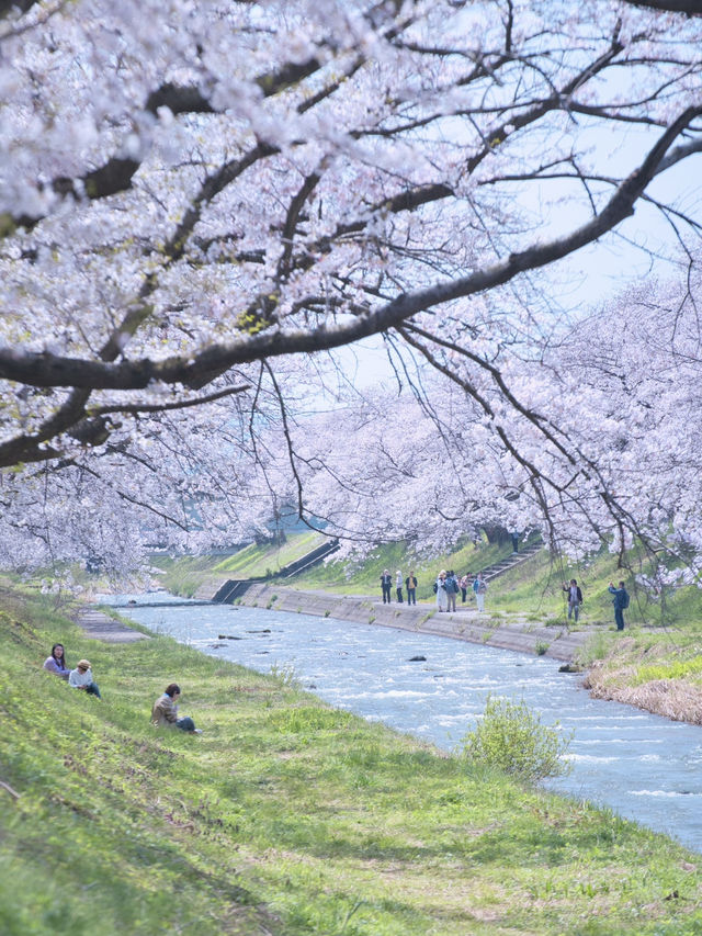 【富山】行かなきゃ損‼️残雪の山×桜×チューリップ✨ここでしか見れない🤩