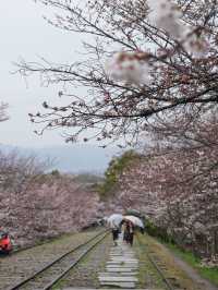 【京都×春旅】桜の季節 映える人気スポット