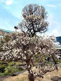 Springtime at Yushima Tenjin: Plum Blossom Festival