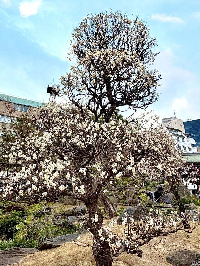 Springtime at Yushima Tenjin: Plum Blossom Festival