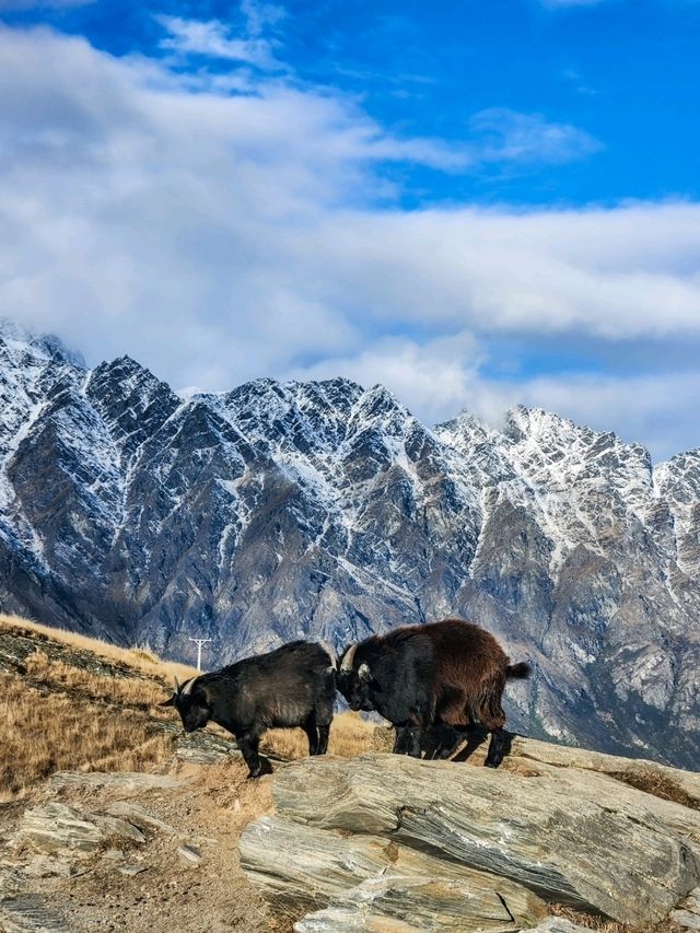 Unforgettable Views and Wildlife at Deer Park Heights🦌✨️
