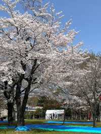 仙台西公園賞櫻美景