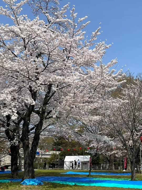 仙台西公園賞櫻美景