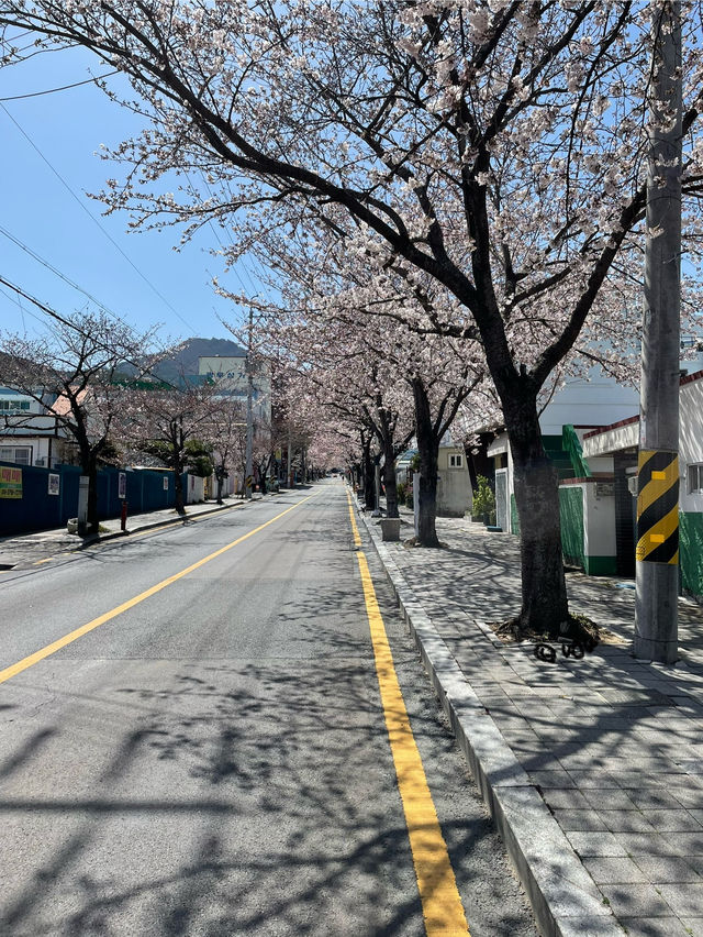 벚꽃을 찾아 떠나는 통영여행
