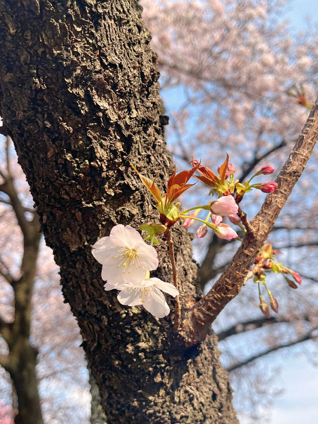 도쿄 벚꽃 명소 꽃놀이🌸