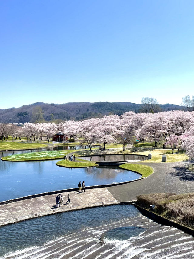 【宮城×春旅】水に映り込む桜の絶景 🥰 