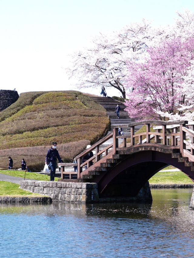 【宮城×春旅】水に映り込む桜の絶景 🥰 