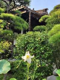 Spring Visit to Daigyoji Temple – A Hidden Floral Sanctuary in Kamakura