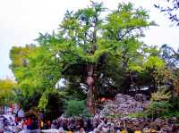 蘇州獅子林旅遊攻略