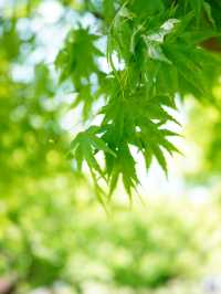 【茨城×茨城フラワーパーク】四季の花々が楽しめる体験型フラワーパーク