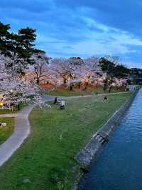 岡崎城の夜桜🌸
