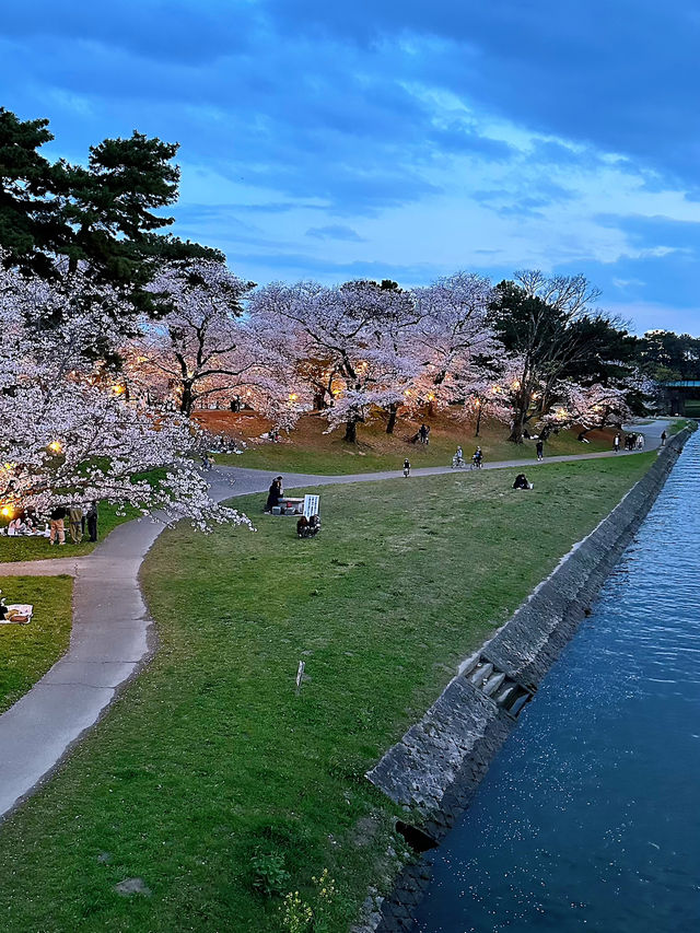 岡崎城の夜桜🌸