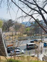 서울 벚꽃 명소 🌸